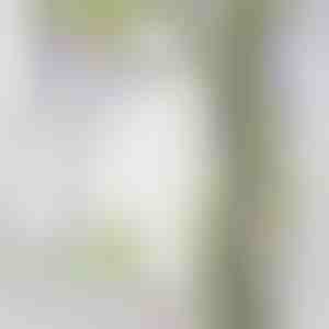 Glyzinienblütenranken-Simulation | WISBLOOM